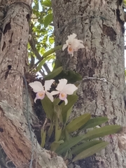 Cattleya trianae