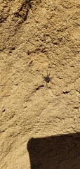Nyssus