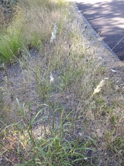 Bothriochloa barbinodis