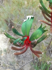 Anigozanthos manglesii