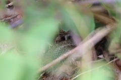 Elgaria coerulea