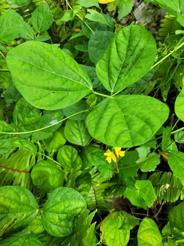 Vigna marina observed 2022-09-18
