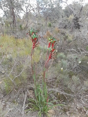 Anigozanthos manglesii