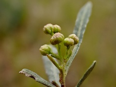 Dodonaea viscosa angustissima