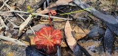 Drosera spatulata