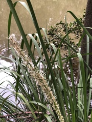 Lomandra hystrix