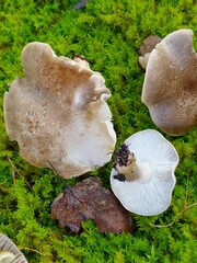 Tricholoma pardinum