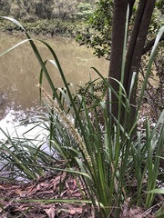 Lomandra hystrix