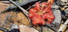 Drosera spatulata