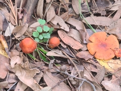 Leratiomyces ceres
