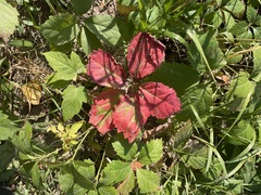 Parthenocissus