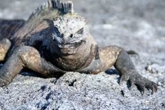 Amblyrhynchus cristatus