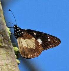 Amauris albimaculata