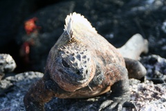 Amblyrhynchus cristatus