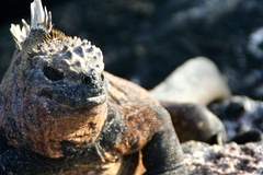 Amblyrhynchus cristatus