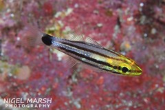 Cheilodipterus macrodon