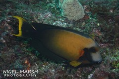 Acanthurus pyroferus
