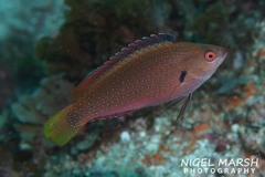 Cirrhilabrus punctatus