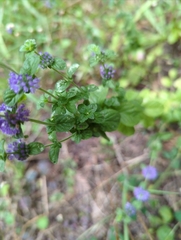Mentha pulegium