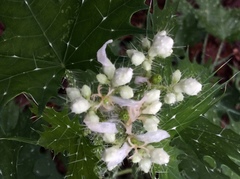 Cnidoscolus angustidens