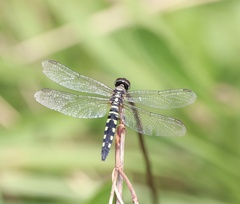 Brachydiplax chalybea