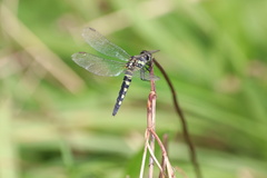 Brachydiplax chalybea