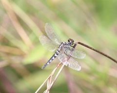 Brachydiplax chalybea