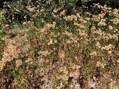 Baccharis glutinosa