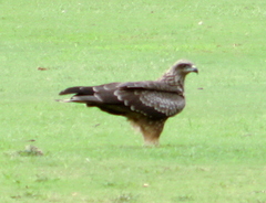 Milvus migrans