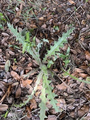 Cirsium horridulum