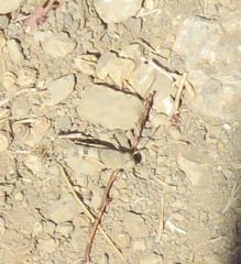 Trimerotropis bifasciata