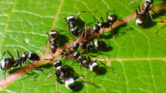 Formica argentea