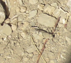 Trimerotropis bifasciata