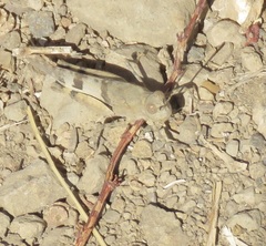 Trimerotropis bifasciata
