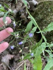 Campanula divaricata