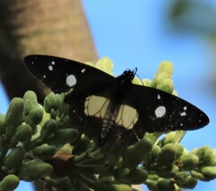 Amauris albimaculata