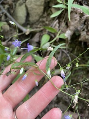 Campanula divaricata