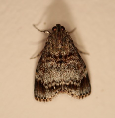 Stericta concisella