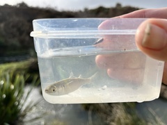 Aldrichetta forsteri