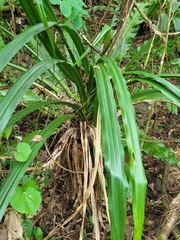 Pandanus