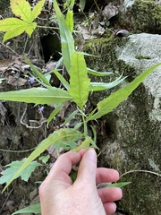 Campanula divaricata