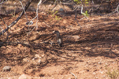 Xerospermophilus tereticaudus