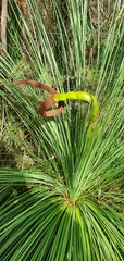 Xanthorrhoea