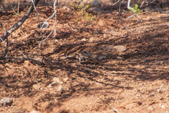 Xerospermophilus tereticaudus