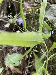 Campanula divaricata