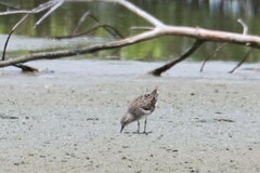 Calidris subminuta