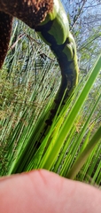 Xanthorrhoea