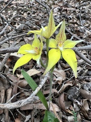 Caladenia flava