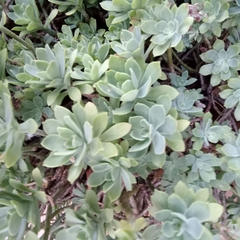 Sedum palmeri