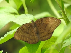 Tanaecia